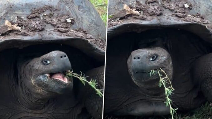 Galapagos Tortoise Goliath Celebrates His 135th Birthday and His First Father’s Day at Zoo Miami in Florida