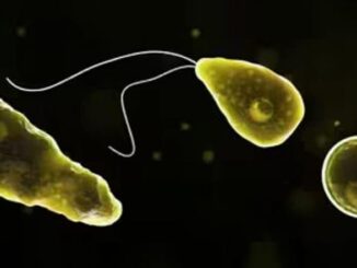 What Is Naegleria Fowleri? Texas Woman Dies From Brain-Eating Amoeba After Using Tap Water for Sinus Rinse