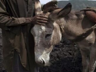 Donkey Meat Trade Racket Busted in Islamabad: Pakistan's IFA Seizes Over 1,000 kg of Unhygienic Donkey Meat, 50 Live Donkeys During Raid at Farmhouse in Tarnol; 1 Foreign National Arrested