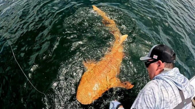 Rare Orange Shark Spotted in Costa Rica: Nurse Shark With Orange Colour and White Eyes Sighted Near Tortuguero National Park, Scientists Reveal Reason for Its Bright Colour