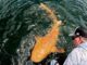 Rare Orange Shark Spotted in Costa Rica: Nurse Shark With Orange Colour and White Eyes Sighted Near Tortuguero National Park, Scientists Reveal Reason for Its Bright Colour